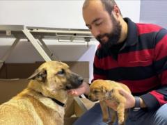 Растрогала до слез: бездомная собака сама принесла больного щенка к ветеринару