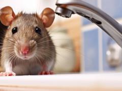 How to drive mice and rats out of the house forever: there is a remedy that they are afraid of