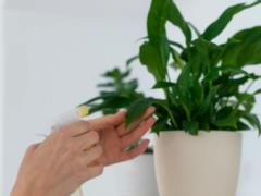 Nothing is impossible: how to grow flowers in a windowless bathroom