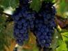 Useful properties and features of eating grapes