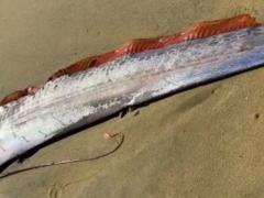 На пляже в Мексике нашли рыбу судного дня: почему это длинное морское существо называют предвестником катастрофы