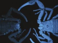 Більшість скорпіонів на Землі готові розпорошувати свою отруту, але не роблять цього: чого вони чекають