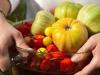 Potatoes as a remedy for stomach ulcers