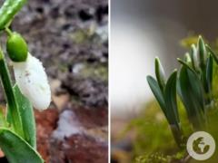 В Украине посреди зимы зацвели подснежники: в сети показали фото из Одессы и Хмельнитчины