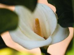 Квіток не буде, і листя буде чорним: куди ви не можете поставити Spathiphyllum