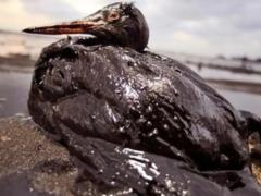 The invaders hide eco -catastrof: in the central nervous system they talked about the consequences of the spill of fuel oil in t