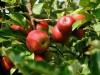 Apples with cranberries: a sweet treat for the whole family