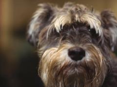 TOP-3 breeds of dogs with which you least need to walk