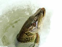 In Ukraine, from February 15, pike causes are prohibited - new rules for fishermen