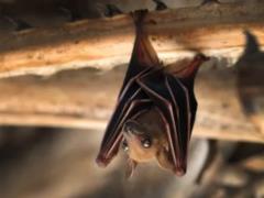 Why bats hang upside down when they sleep: the answer of scientists can surprise