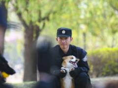 In China, they deprived of the Corgi-Police prize: I slept at the workplace and urinated in a bowl of food
