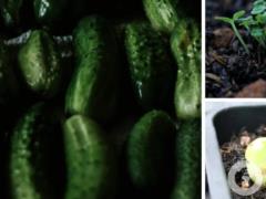 Урожай будет уже в апреле: как вырастить огурцы дома на подоконнике