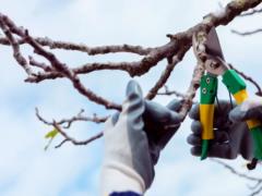 How to cut trees in winter: simple rules for a better harvest