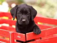The woman took the Labrador puppy from the shelter, but was not ready for what the veterinarian said