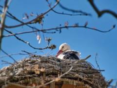 What spring will be this year: forecast from meteorologists
