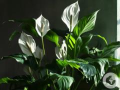 Simple homemade fertilizer will accelerate the growth of spathiphyllum: how to make