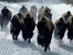A herd of bison almost trampled tourists in Yellowstone