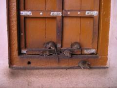 Cities capture hordes of rats: scientists talked about the consequences of global warming
