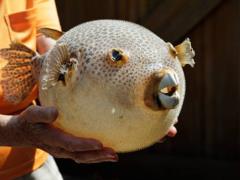 Dangerous creature: the man walked along the beach and found a rare fish on the shore