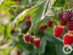 Будет вдвое больше ягод: чем подкормить малину весной