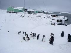 Only one such family is on the island: polar explorers showed a rare penguin family