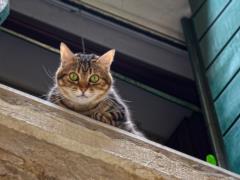 In Scotland they want to prohibit the start of domestic cats: what is the reason