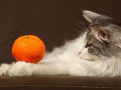 Afraid of like incense: why cats hate orange peel