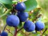 Blueberry: A miracle of a berry that protects against diseases