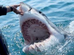 In Australia, a shark killed a 17-year-old girl on a popular Wurim beach