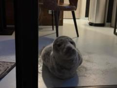 He made his way to the hotel room and fell asleep: in the Netherlands there was a curious case with a seal