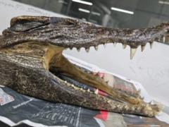 At the airport, a man with a crocodile skull was detained in a bag: why he was there