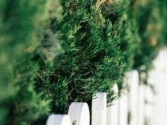 Distance is important: how to plant thuja correctly