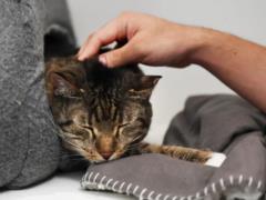 Friendly and malleable, like dolls: top of the most affectionate breeds of cats