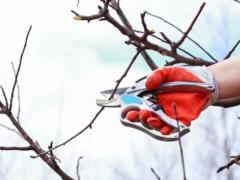 Урожай улучшится: какие деревья следует обрезать в саду в феврале