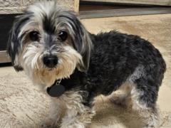 The missing dog was found after almost 9 years: where she was all this time