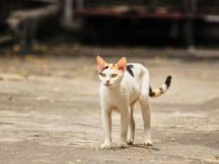The man thought he had saved the cat from the street, but later he was waiting for a surprise