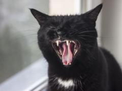 They will “hug” children and they are perfectly put with them: the top of the best family cats