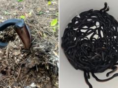 Could be silent at any time: the owners of the house lived with a hundred poisonous snakes for years