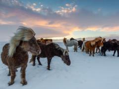 Гороскоп для знаков зодиака на 12 февраля 2025 года