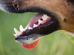The woman thought her dog brought a mole in her teeth, but another animal grew