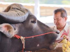 The record holder among his own: the highest water buffalo in the world looks like a playful puppy