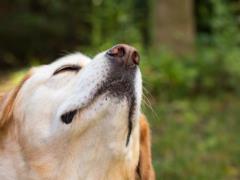 You need an experienced hand of the owner: what kind of dog breeds the most mischievous
