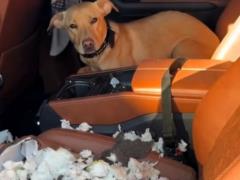 Real chaos: the dog arranged a pogrom in the expensive sports car of its master