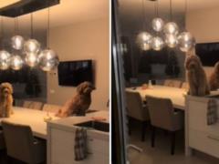 The woman followed the dogs, leaving the house: she still cannot believe that she saw