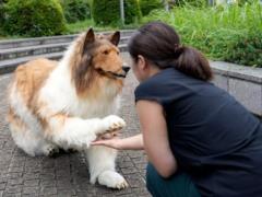 A man who has become a dog opened a  