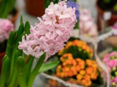 Как ухаживать за гиацинтами в горшках: советы