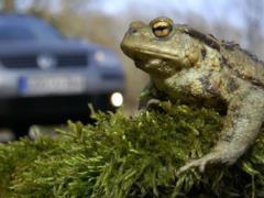 All because of the frogs: in Britain they blocked the road for almost 2 months and are on duty there with buckets