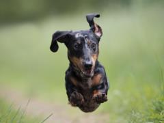 There are no shepherds in the list: TOP of the fastest dog breeds in the world