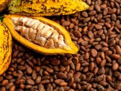 In the world, cocoa beans reserves have declined