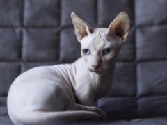 The vacuum cleaner will definitely not need: which breeds of cats are least fed